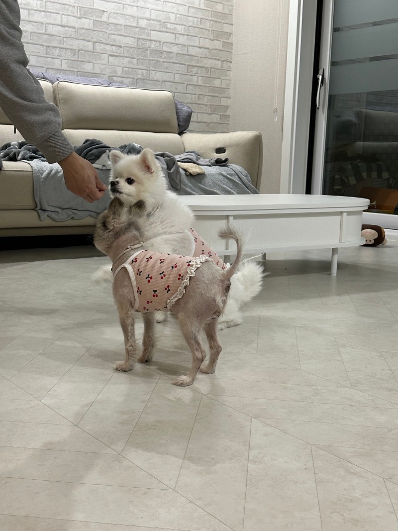 그래 미친듯이 놀고 들어가자... 집에 들어가면 얌전히 자야해... 