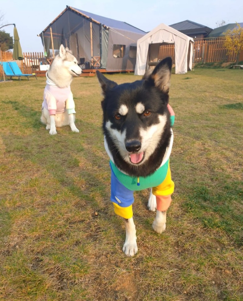 도그팰리스 애견글램핑장