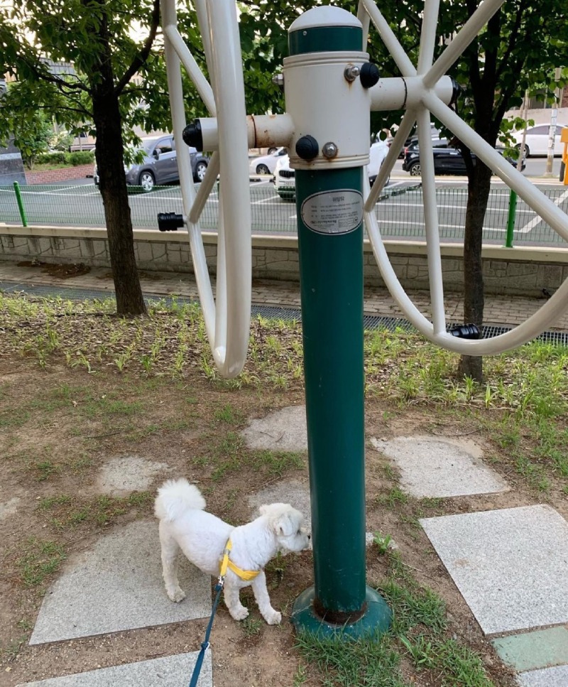 무한 산책이라고 들어는 보셨나?
