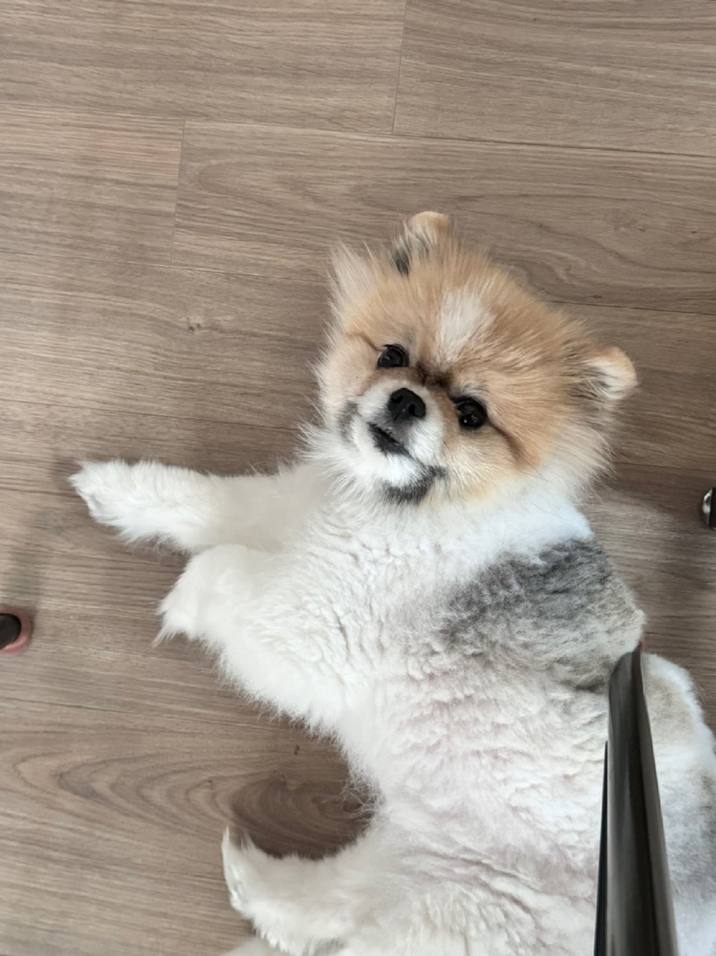 칸쵸야 반가워!