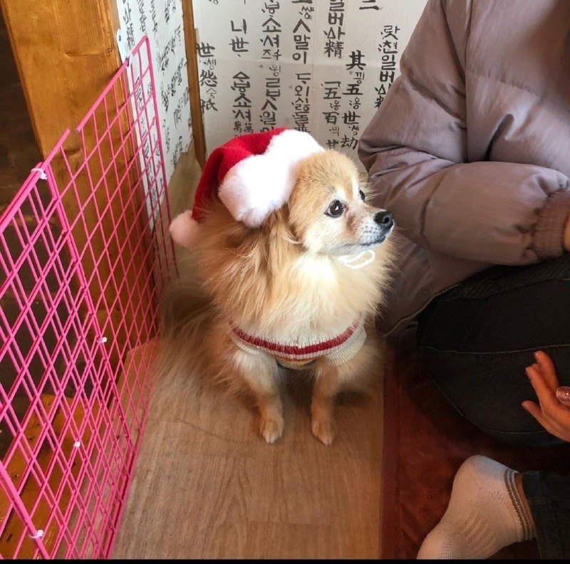 포천 고모리 꼬독꼬독