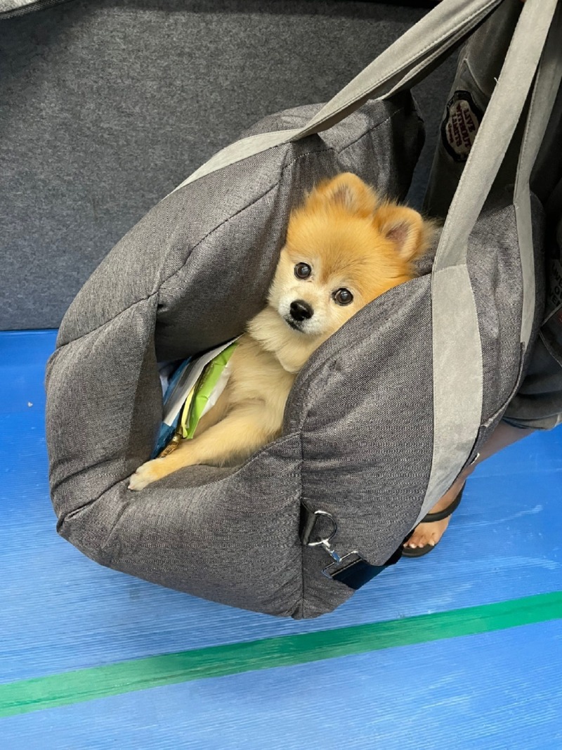 ㅜㅜ졸기 강아지