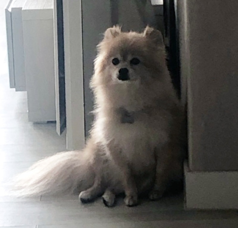 ㅜㅜ졸기 강아지