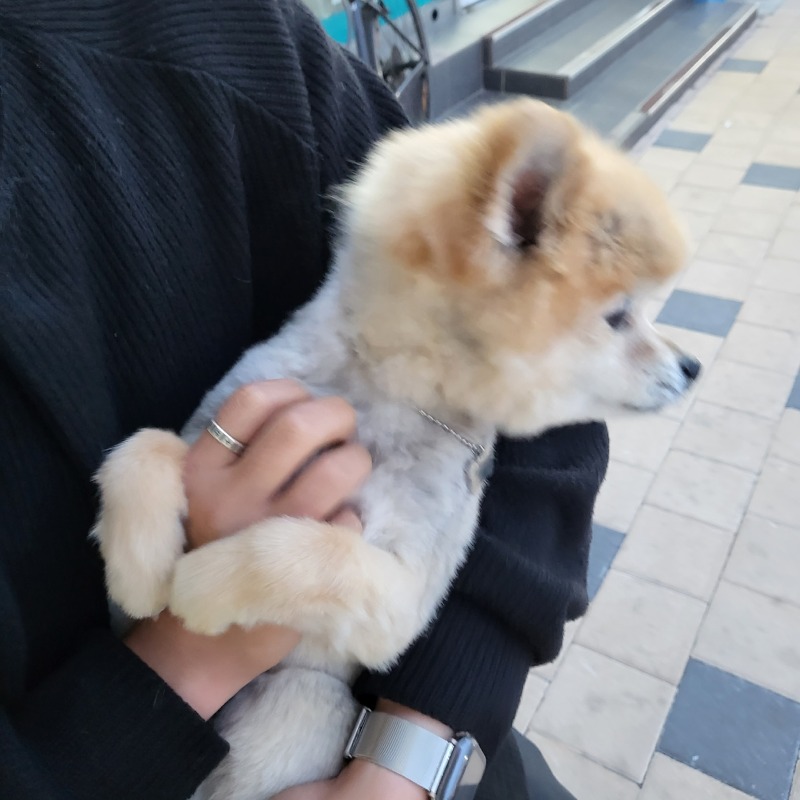 ㅜㅜ졸기 강아지