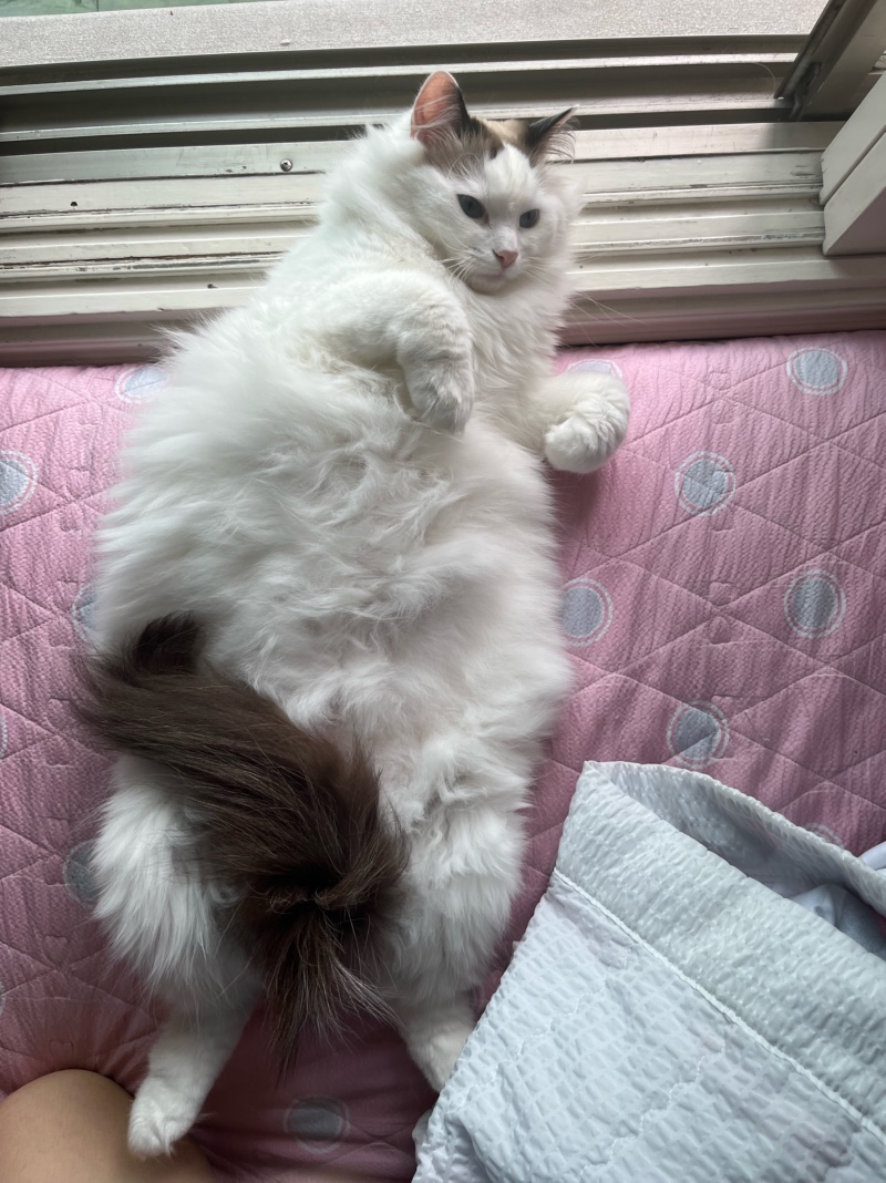 핑발이 저아