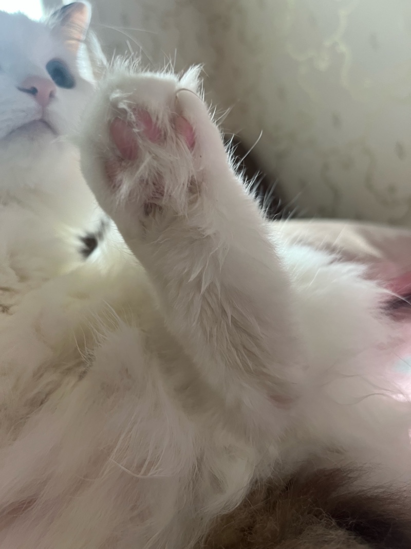 핑발이 저아