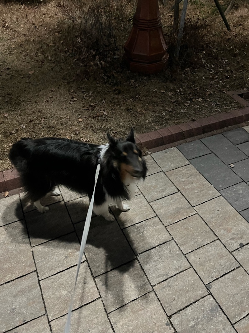 수성못 반려견 동반 산책 