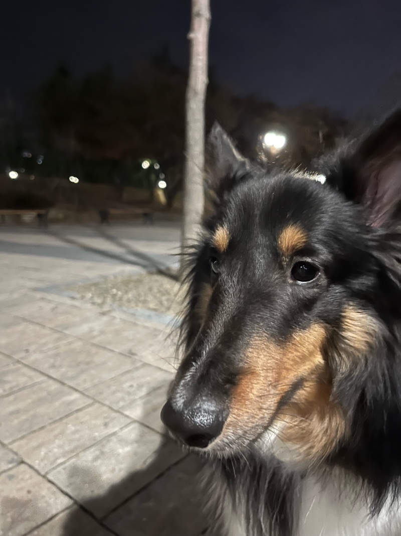 수성못 반려견 동반 산책 