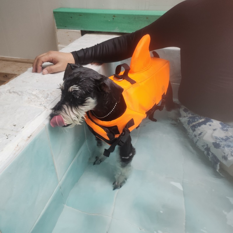 라라랜드애견펜션다녀왔어요!