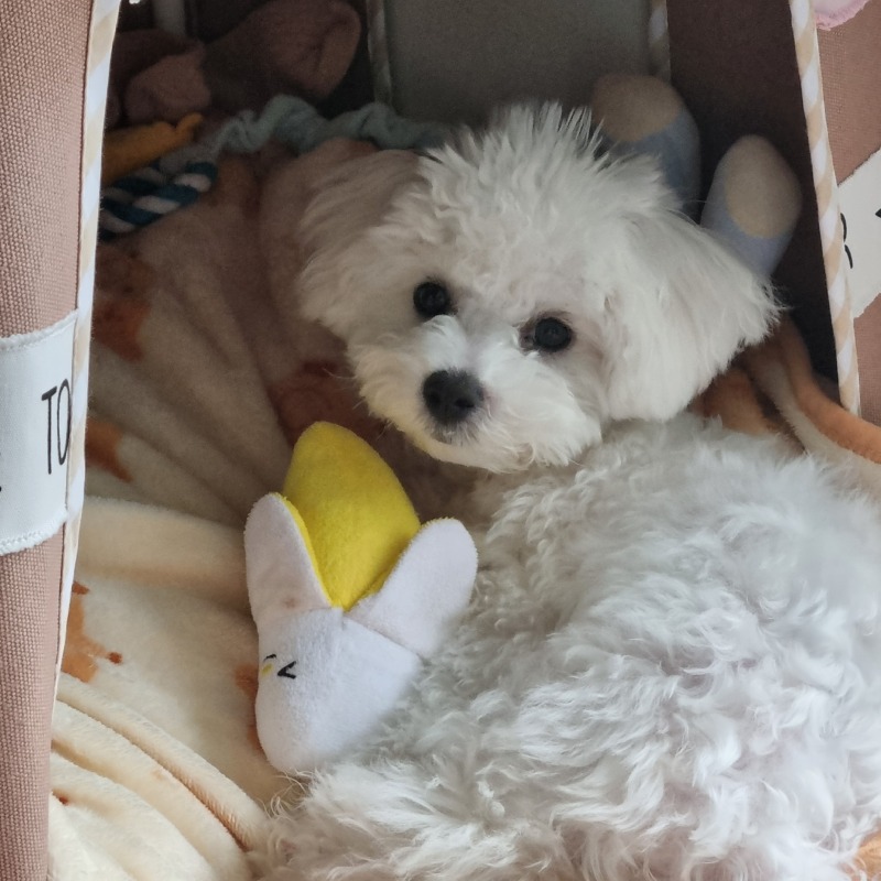 우리 귀여운 멍멍이 뭉치❤️