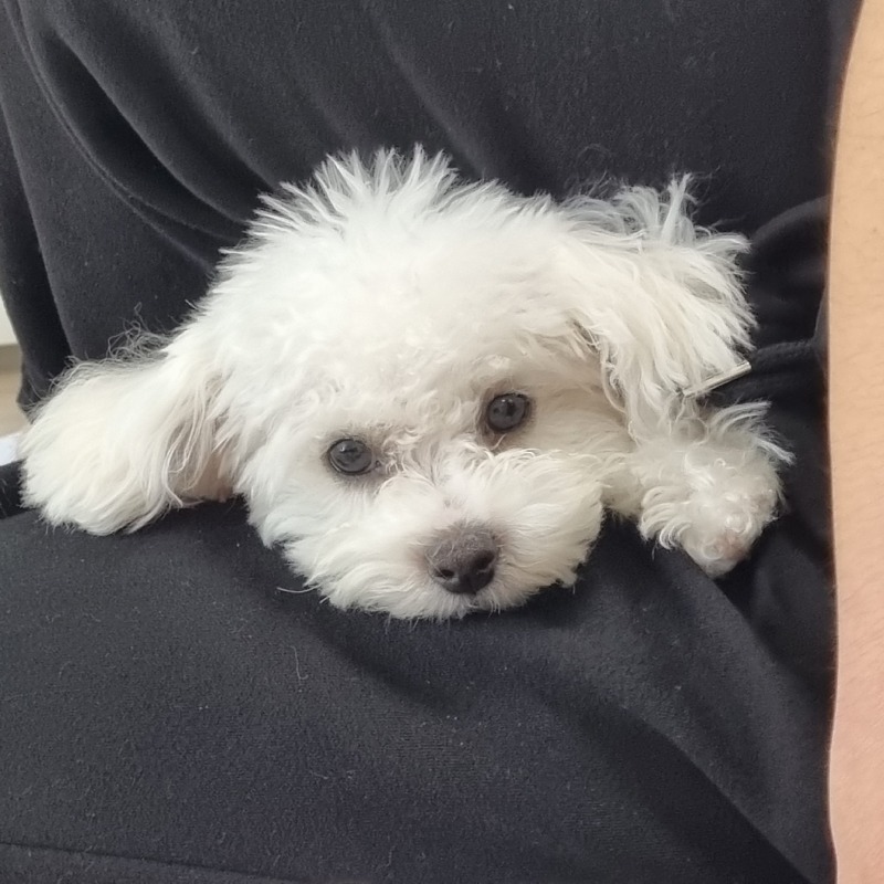우리 귀여운 멍멍이 뭉치❤️