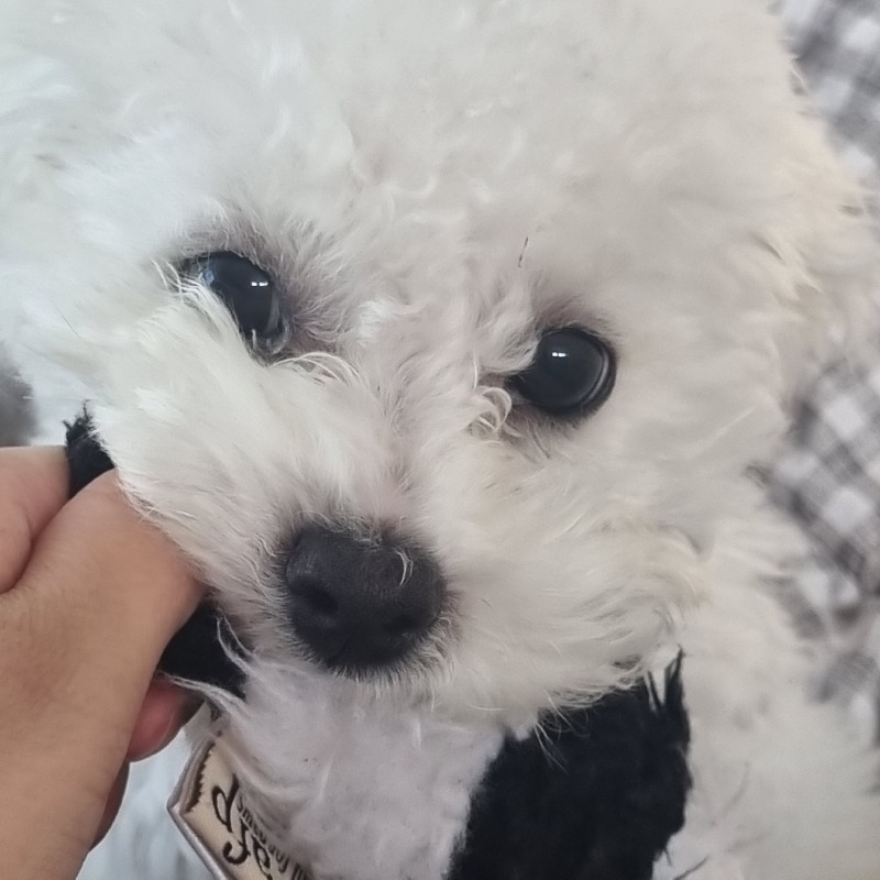 우리 귀여운 멍멍이 뭉치❤️