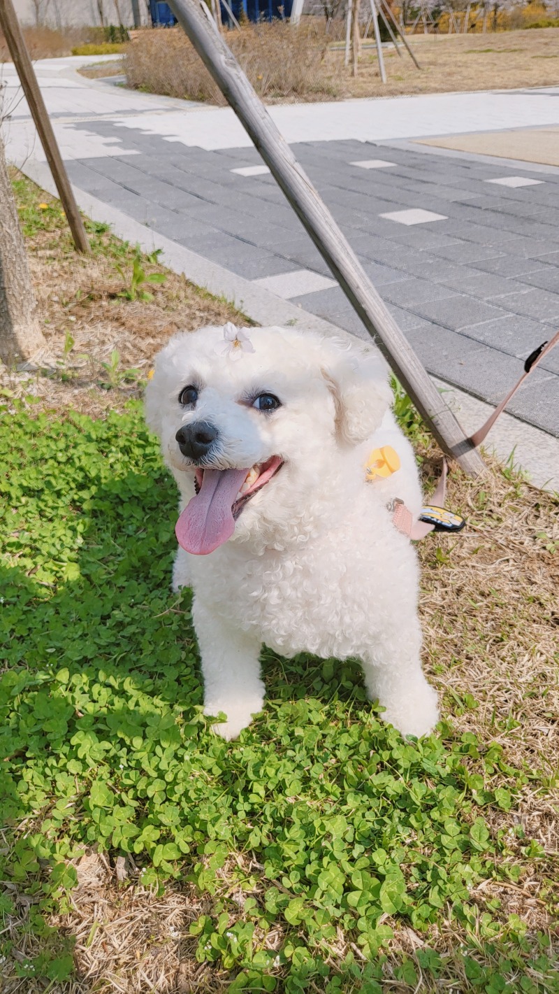 네잎크로버