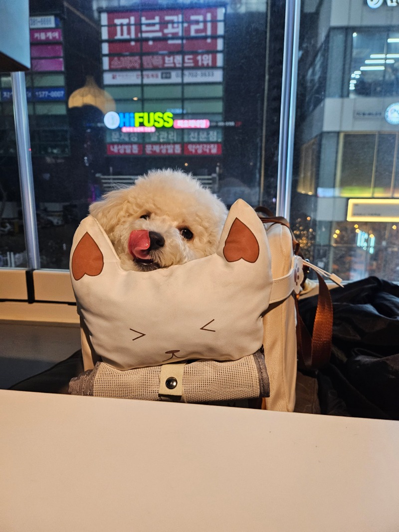 범계 애견동반식당!!
