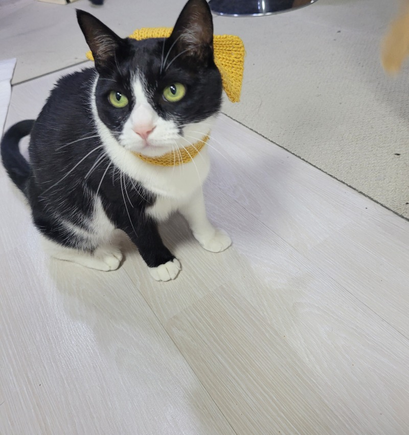 목도리한 괭이