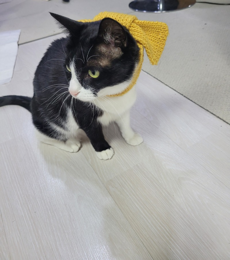 목도리한 괭이