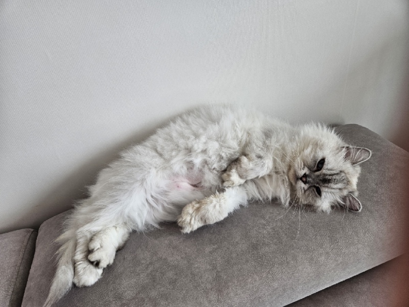 페로로로오오오오