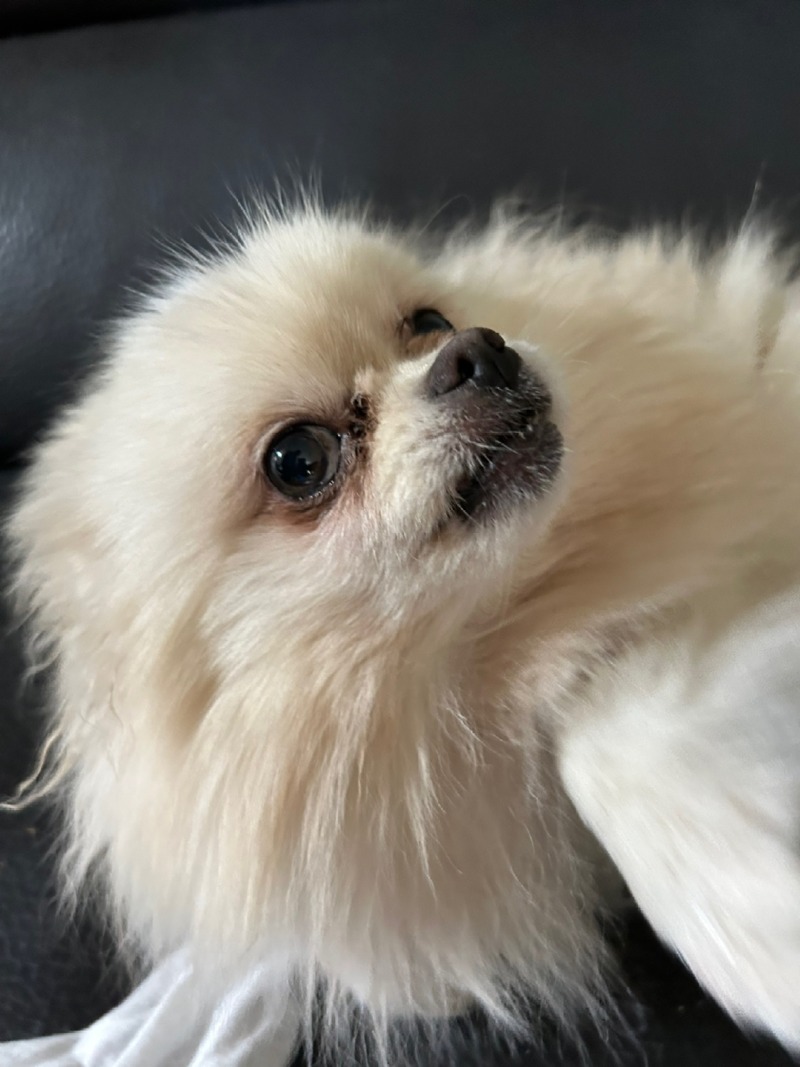 코없다