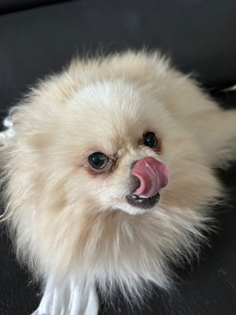 코없다