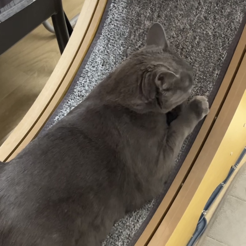 캣휠좌 ㅎㅎ