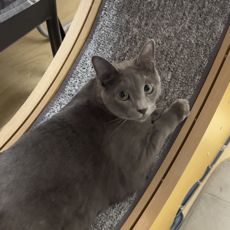 캣휠좌 ㅎㅎ