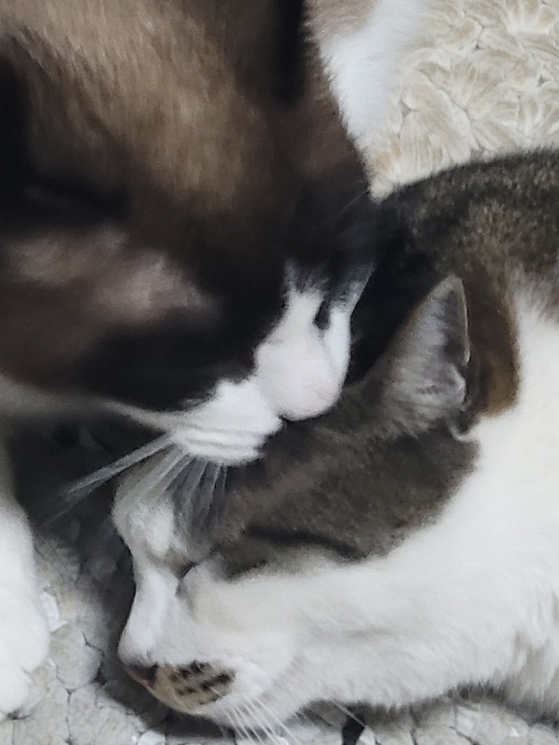 형제애 좋은 ~