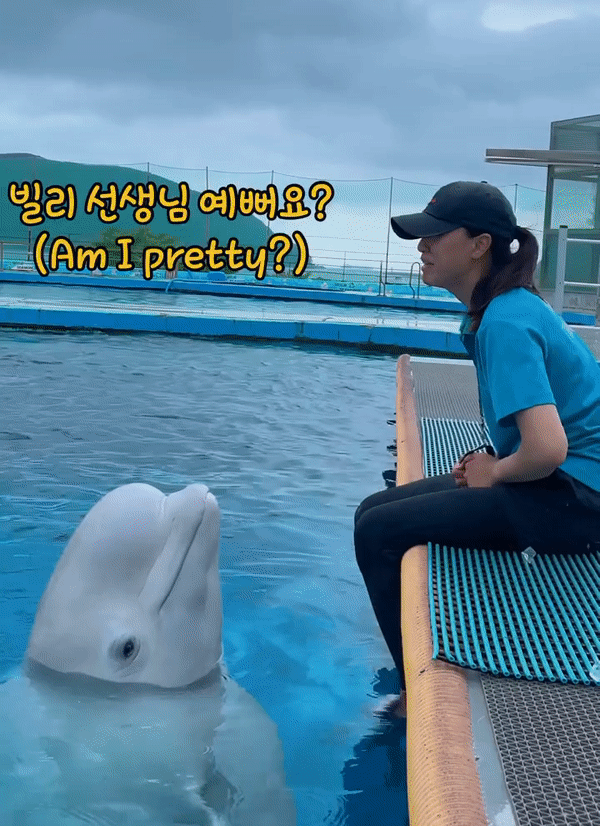 바다의 인어? 벨루가