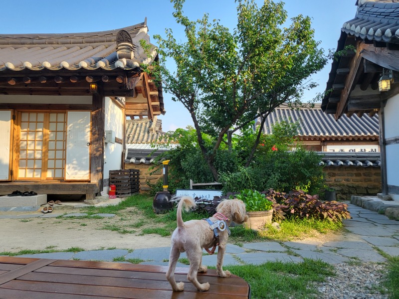애견동반 개별룸 경주 맛집 진수성찬