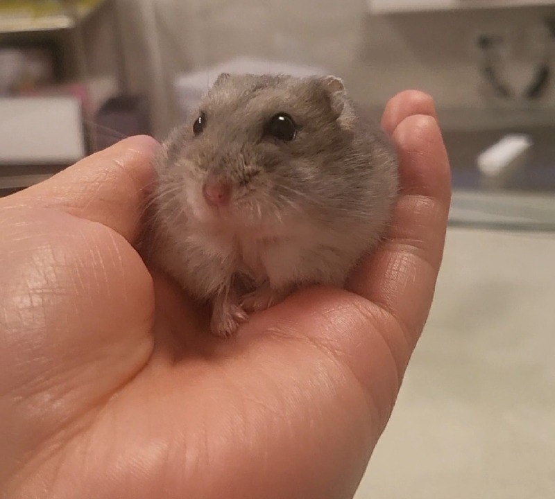 오늘도 귀여운 크림햄찌♡