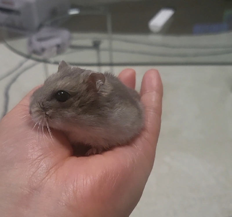 오늘도 귀여운 크림햄찌♡