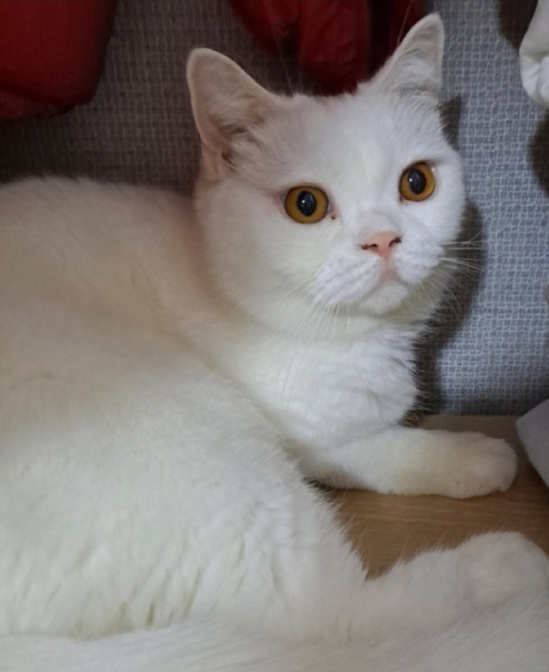 항상 도도해