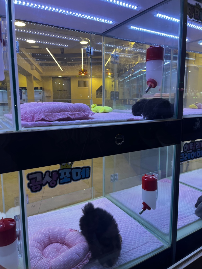 개키우는남자