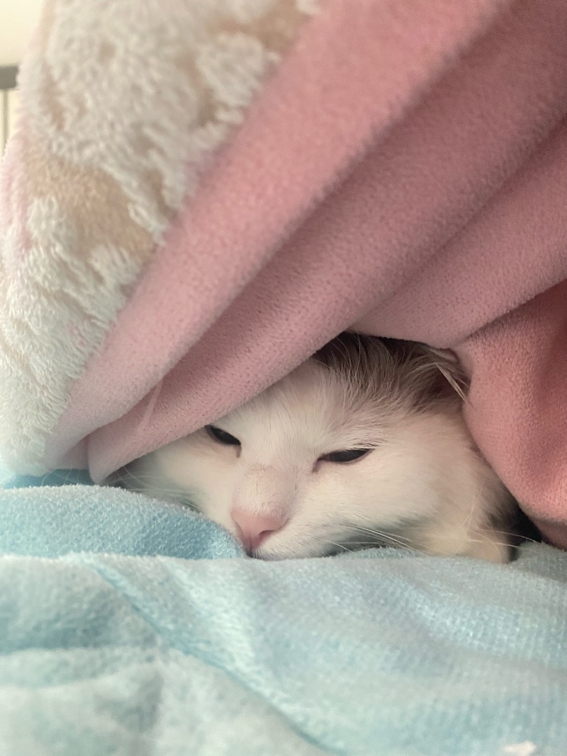이불이 밖은 위험해!