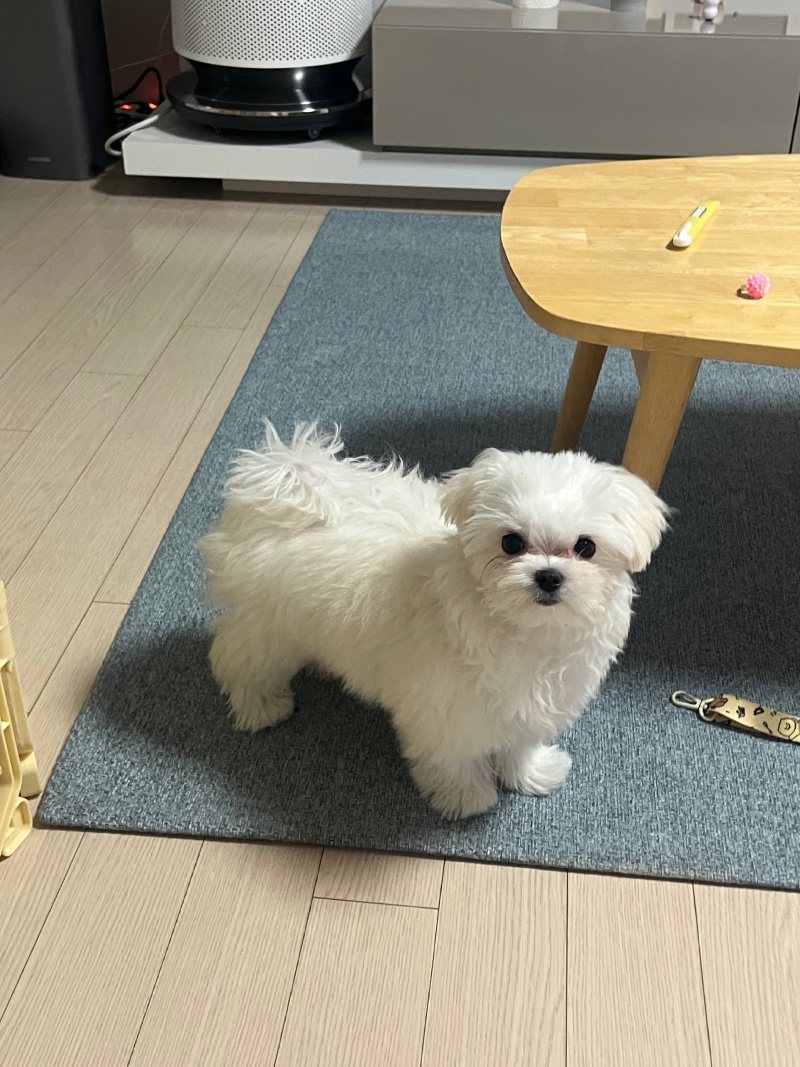 뚱찌일상