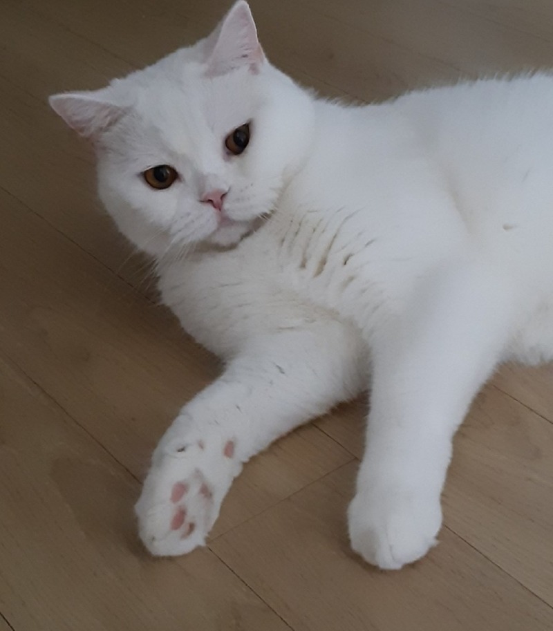 냥냥씨