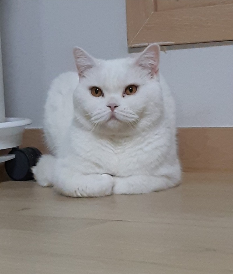 냥냥씨