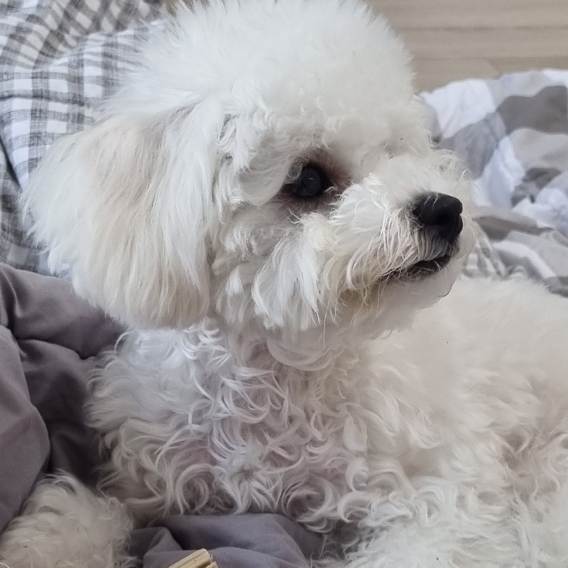 우리집 막내 뭉치치💛💛