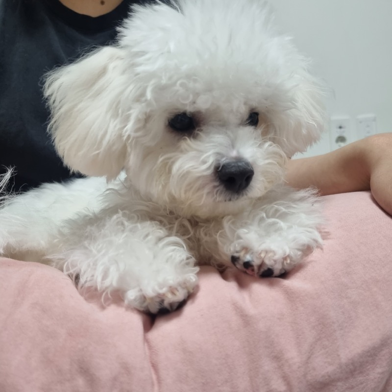 우리집 막내 뭉치치💛💛