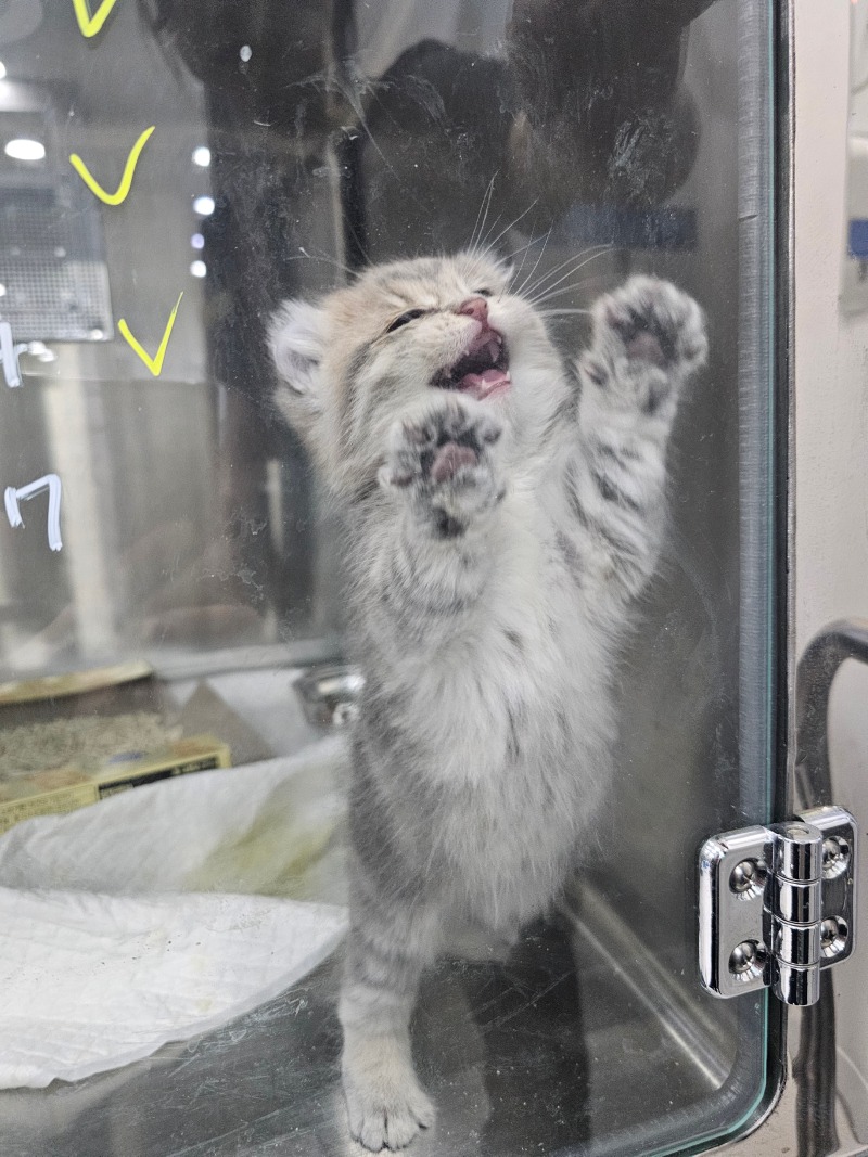 새끼냥이