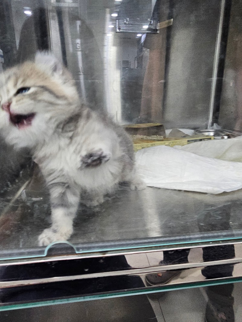 새끼냥이