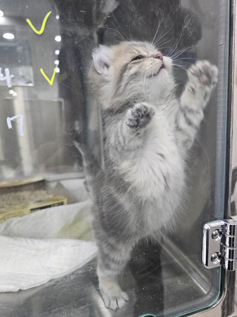 새끼냥이