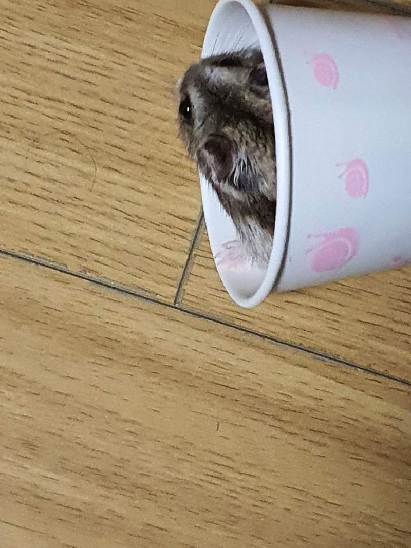 본가에 있는 귀요미들☆