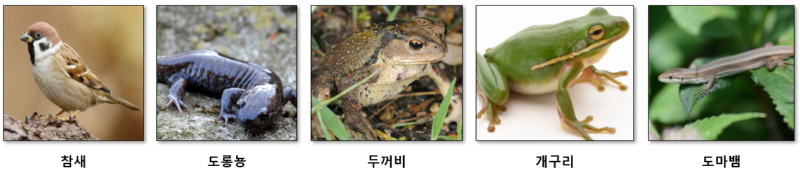 야생동물, 집에서 키워도 될까?? 