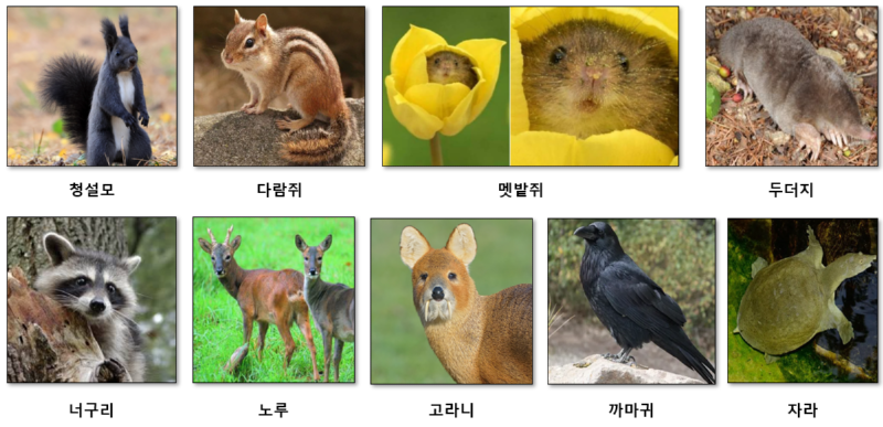 야생동물, 집에서 키워도 될까?? 