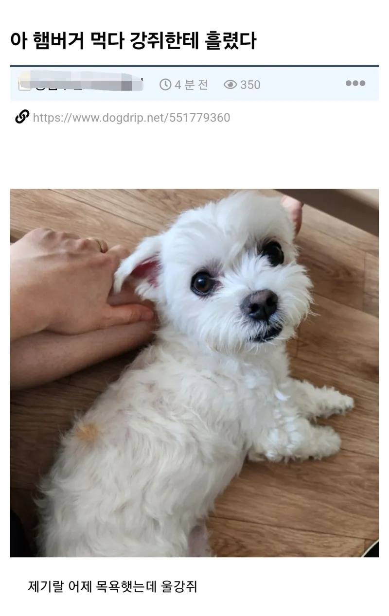 햄버거 먹다가 강아지한테 흘림
