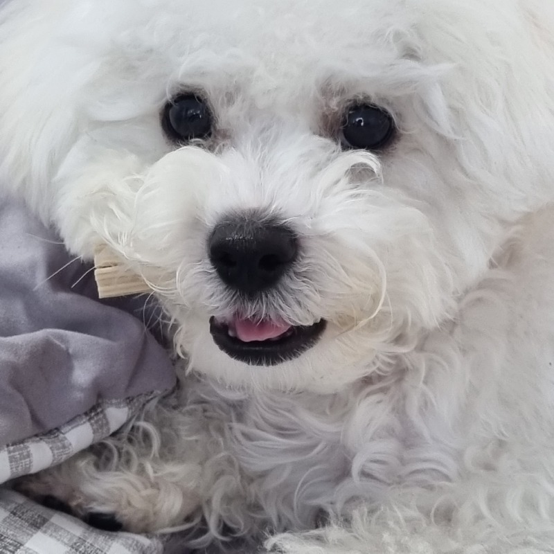 누나 바라기 뭉치❤️
