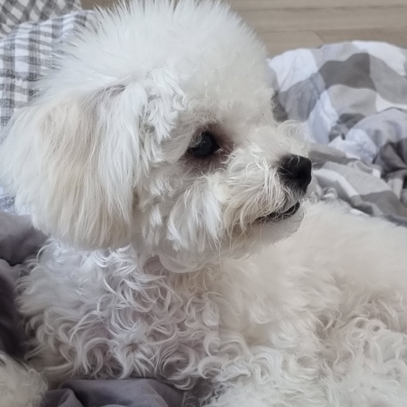 누나 바라기 뭉치❤️