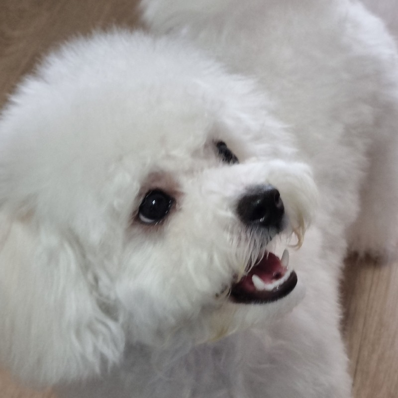 누나 바라기 뭉치❤️