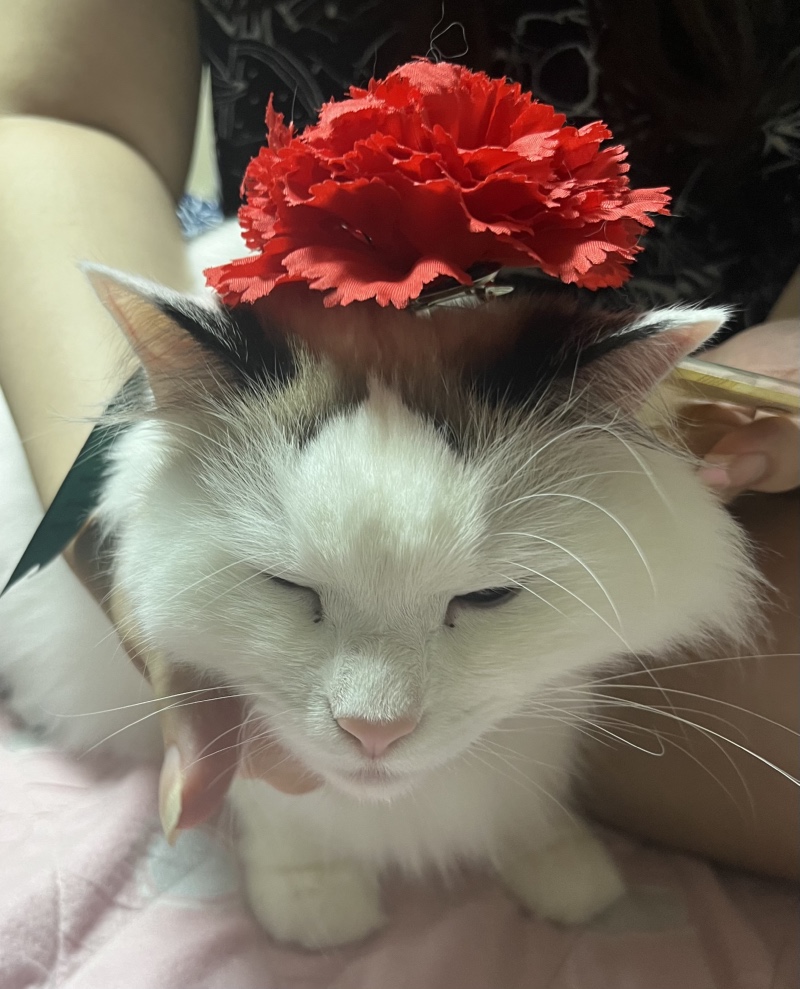 꽃이 어울리는 냥이