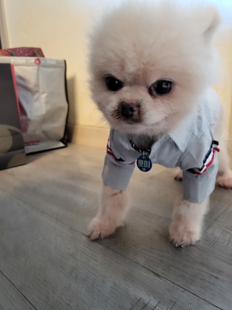 작고 소중한 뽀미